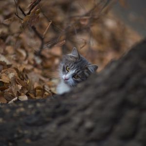 Preview wallpaper cat, glance, pet, tree