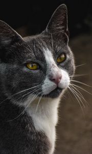 Preview wallpaper cat, glance, pet, gray