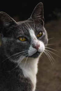 Preview wallpaper cat, glance, pet, gray