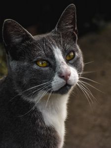 Preview wallpaper cat, glance, pet, gray