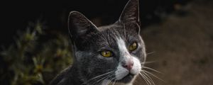Preview wallpaper cat, glance, pet, gray