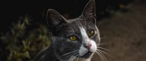 Preview wallpaper cat, glance, pet, gray