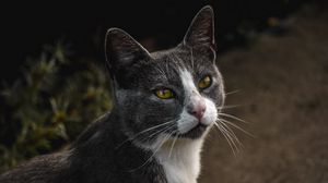 Preview wallpaper cat, glance, pet, gray