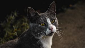 Preview wallpaper cat, glance, pet, gray