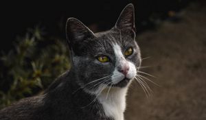 Preview wallpaper cat, glance, pet, gray