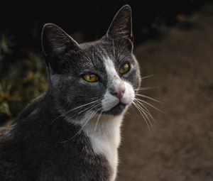 Preview wallpaper cat, glance, pet, gray