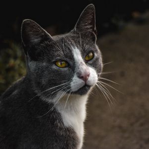 Preview wallpaper cat, glance, pet, gray