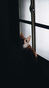 Preview wallpaper cat, glance, pet, dark
