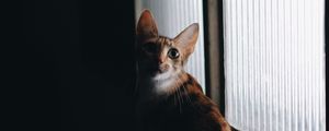 Preview wallpaper cat, glance, pet, dark
