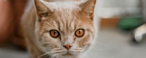 Preview wallpaper cat, glance, pet