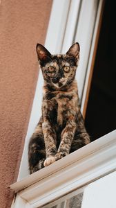 Preview wallpaper cat, glance, pet, window
