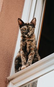 Preview wallpaper cat, glance, pet, window