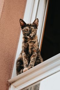 Preview wallpaper cat, glance, pet, window