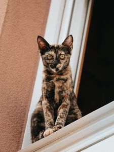 Preview wallpaper cat, glance, pet, window