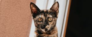 Preview wallpaper cat, glance, pet, window