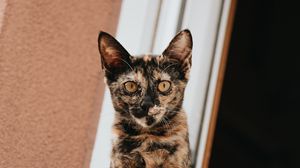 Preview wallpaper cat, glance, pet, window