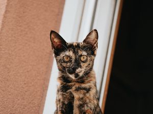 Preview wallpaper cat, glance, pet, window