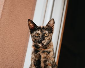 Preview wallpaper cat, glance, pet, window