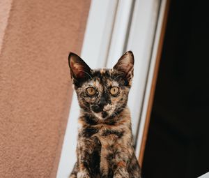 Preview wallpaper cat, glance, pet, window