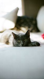 Preview wallpaper cat, glance, pet, sleep