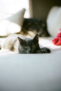 Preview wallpaper cat, glance, pet, sleep