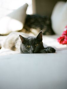 Preview wallpaper cat, glance, pet, sleep