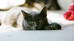 Preview wallpaper cat, glance, pet, sleep