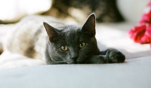 Preview wallpaper cat, glance, pet, sleep