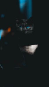 Preview wallpaper cat, glance, pet, dark, eyes, blue