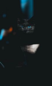 Preview wallpaper cat, glance, pet, dark, eyes, blue