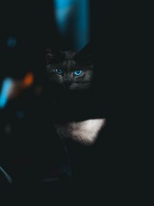 Preview wallpaper cat, glance, pet, dark, eyes, blue