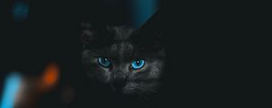 Preview wallpaper cat, glance, pet, dark, eyes, blue