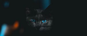 Preview wallpaper cat, glance, pet, dark, eyes, blue