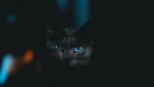 Preview wallpaper cat, glance, pet, dark, eyes, blue