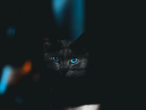 Preview wallpaper cat, glance, pet, dark, eyes, blue