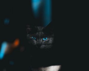 Preview wallpaper cat, glance, pet, dark, eyes, blue