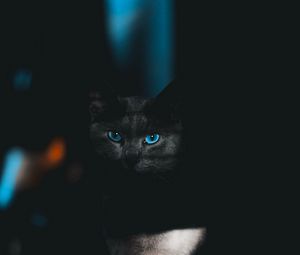 Preview wallpaper cat, glance, pet, dark, eyes, blue
