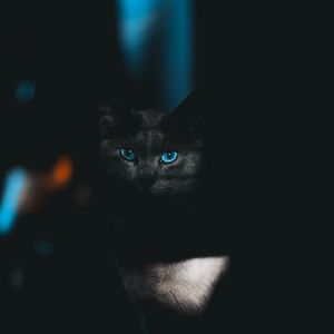 Preview wallpaper cat, glance, pet, dark, eyes, blue