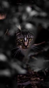Preview wallpaper cat, glance, pet, leaves