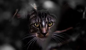 Preview wallpaper cat, glance, pet, leaves