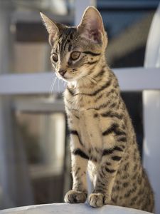 Preview wallpaper cat, glance, pet, paws