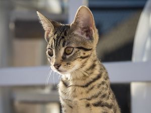 Preview wallpaper cat, glance, pet, paws