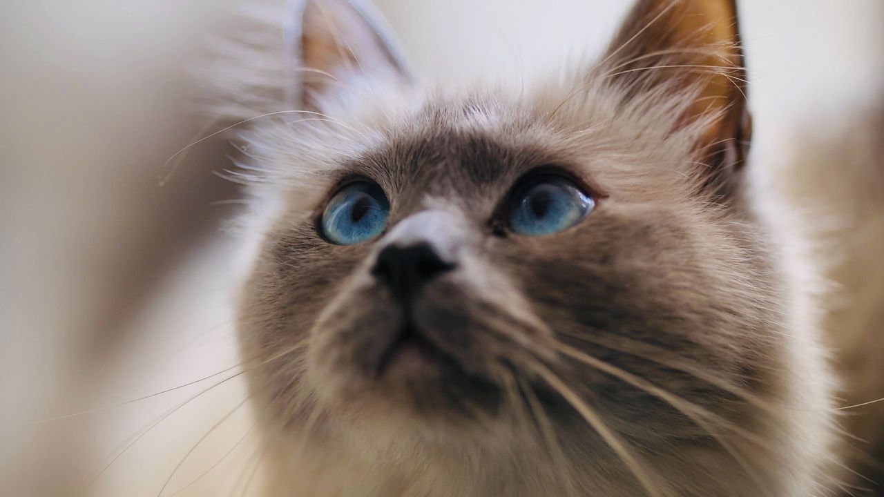 Wallpaper cat, glance, pet, animal, eyes