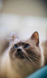 Preview wallpaper cat, glance, pet, animal, eyes