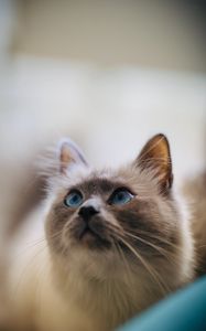 Preview wallpaper cat, glance, pet, animal, eyes