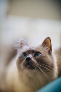 Preview wallpaper cat, glance, pet, animal, eyes