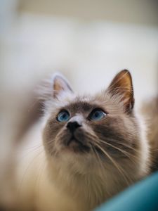 Preview wallpaper cat, glance, pet, animal, eyes