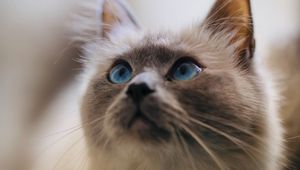 Preview wallpaper cat, glance, pet, animal, eyes