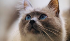Preview wallpaper cat, glance, pet, animal, eyes