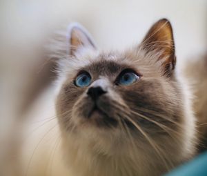 Preview wallpaper cat, glance, pet, animal, eyes